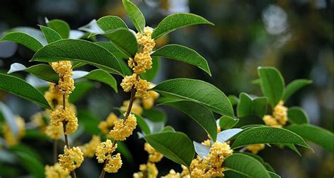 四季桂花風水|桂花树的风水象征与寓意（桂花树带来财运和吉祥的风。